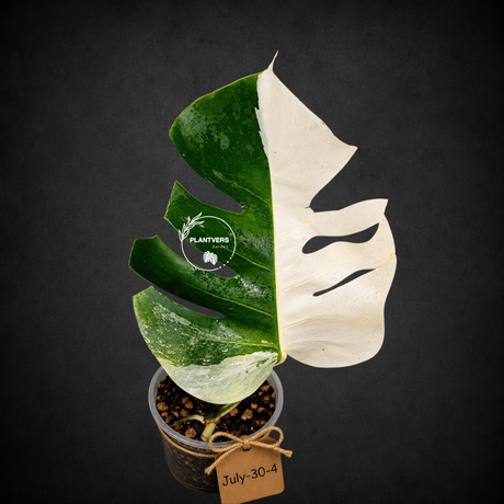 Monstera Albo - Rare Variegated Monstera Borsigiana Albo - Rare Collector Plant - White Monstera Albo - EXACT Same Plant - US Seller
