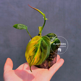 Variegated Philodendron Mican Aurea in a Nursery Pot - Rare Collector Plant - EXACT Plant - US SELLER