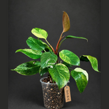 Yellow Congo Philodendron Variegated Live Plant (Oct-8-6)