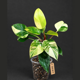 Yellow Congo Philodendron Variegated Live Plant (Oct-8-7)
