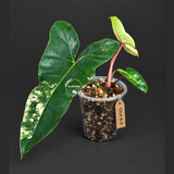 Variegated Philodendron Brown Beauty Live Plant (Oct-8-8)