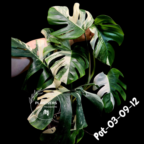 Rare Variegated Monstera Albo – Large Form White Monstera Borsigiana (Exact Plant)