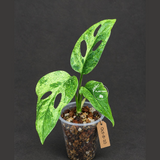 Variegated Monstera Adansonii Mint Exact Plant - (Oct-8-10)