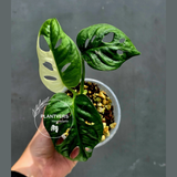 Variegated Monstera Adansonii Albo Live Plant -Rare Swiss Cheese EXACT Same Plant - Beginners Plant - US Seller