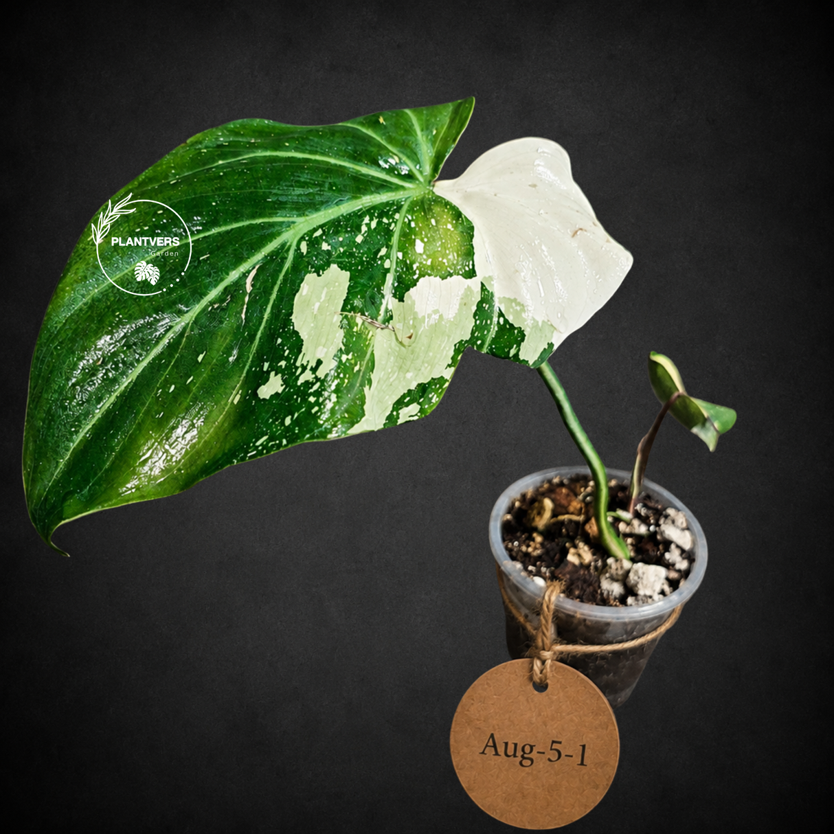 Philodendron Gloriosum Tricolor Variegated - Rare Exact Plant - (Aug-5-1)