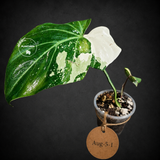 Philodendron Gloriosum Tricolor Variegated - Rare Exact Plant - (Aug-5-1)
