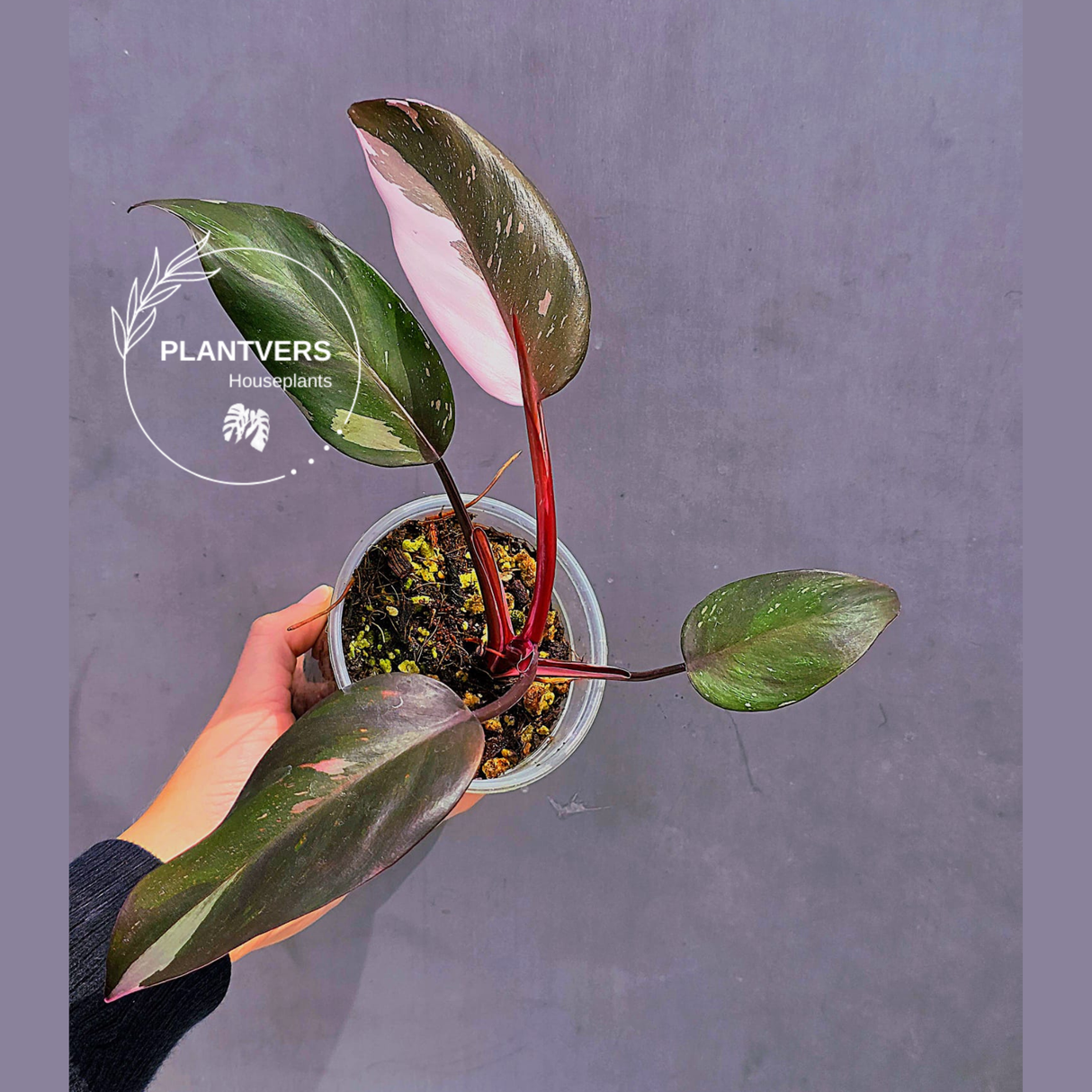 Rare Variegated Philodendron Red Anderson in a Nursery Pot - Exact Same Plant - US seller (Copy)