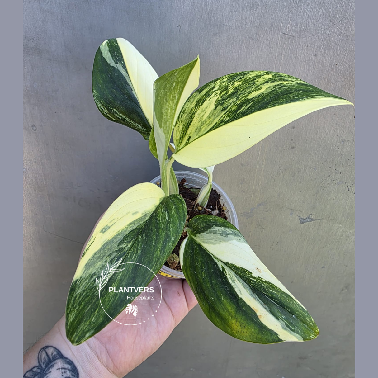 Variegated Monstera Standleyana Albo - EXACT Plant - US Seller - (May-29-02)