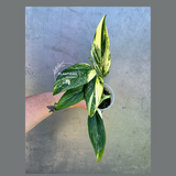 Variegated Monstera Standleyana Aurea - EXACT Plant - (May-29-06)