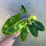 Variegated Burle Marx Philodendron - EXACT Plant - US Seller - (May-29-08)