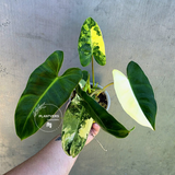 Variegated Burle Marx Philodendron - EXACT Plant - (May-29-09)