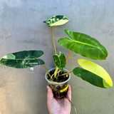 Variegated Burle Marx Philodendron - Rare EXACT Plant - (May-29-10)