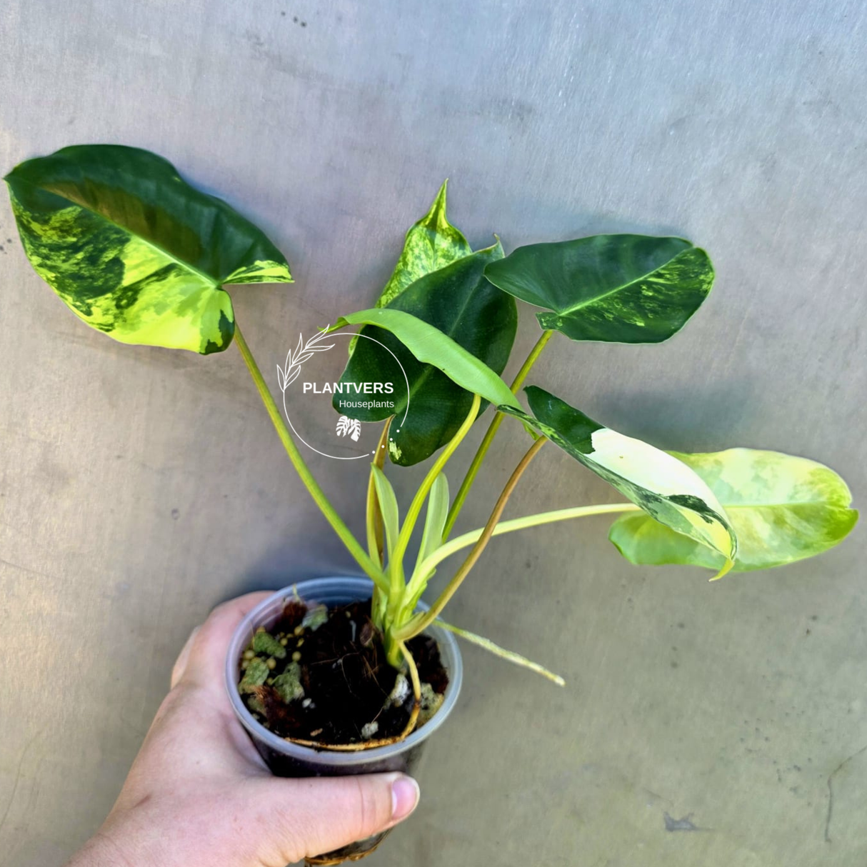 Variegated Burle Marx Philodendron - Rare EXACT Plant - (May-29-11)