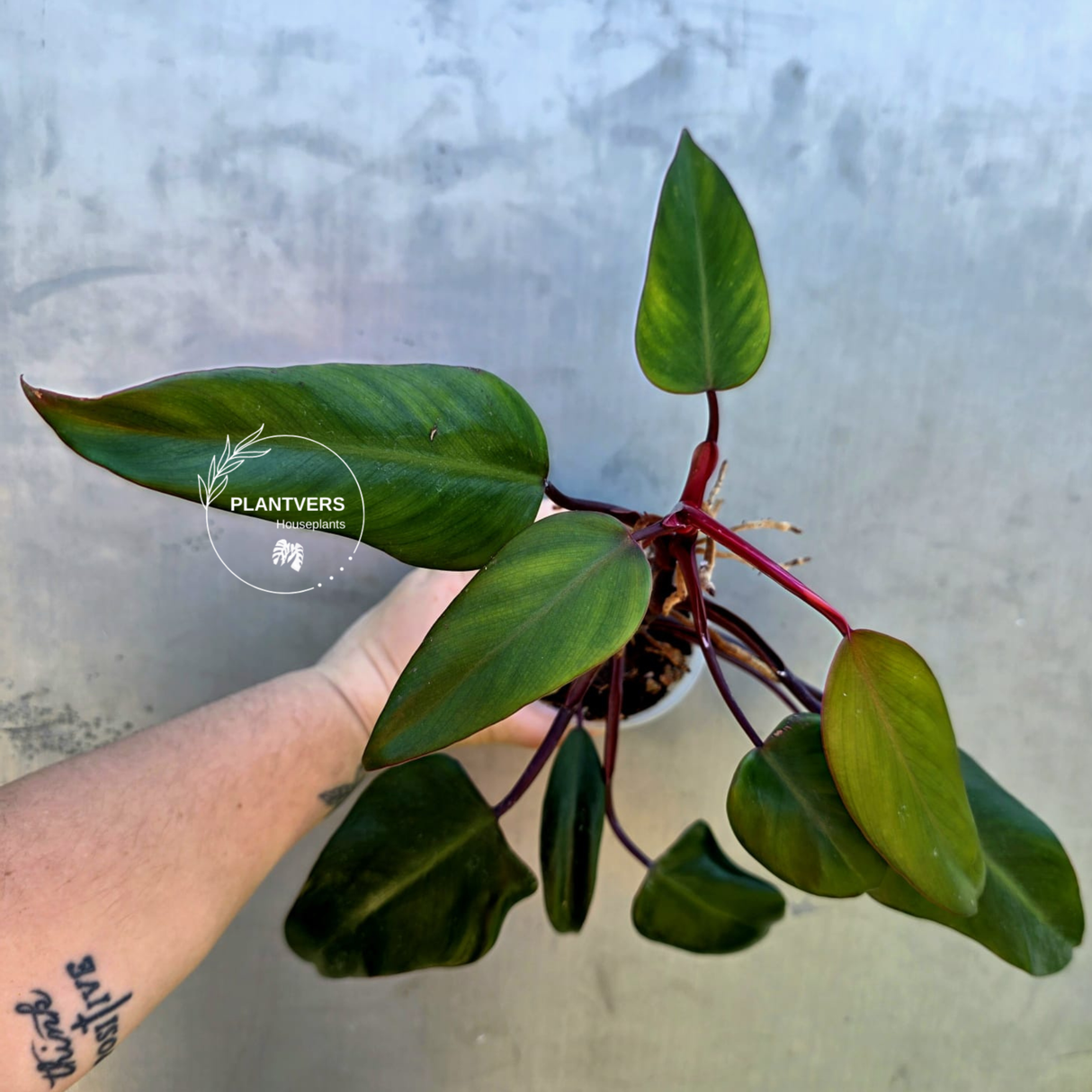 Reverted  Philodendron Strawberry Shake - Exact Plant - (May-29-17)