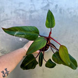 Reverted  Philodendron Strawberry Shake - Exact Plant - (May-29-17)