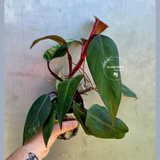 Reverted  Philodendron Strawberry Shake - Exact Plant - (May-29-18)