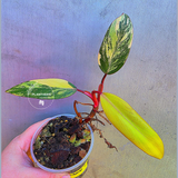 Variegated Philodendron Strawberry Shake - Exact Plant - (May-29-19)