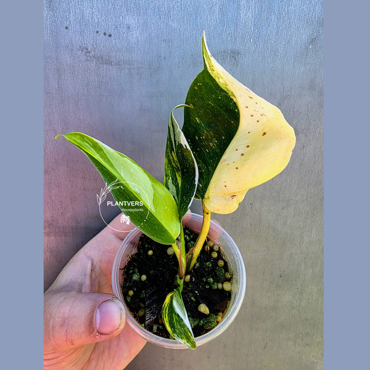 Variegated Philodendron White Princess Tricolor - Rare Exact Plant - (May-29-35)