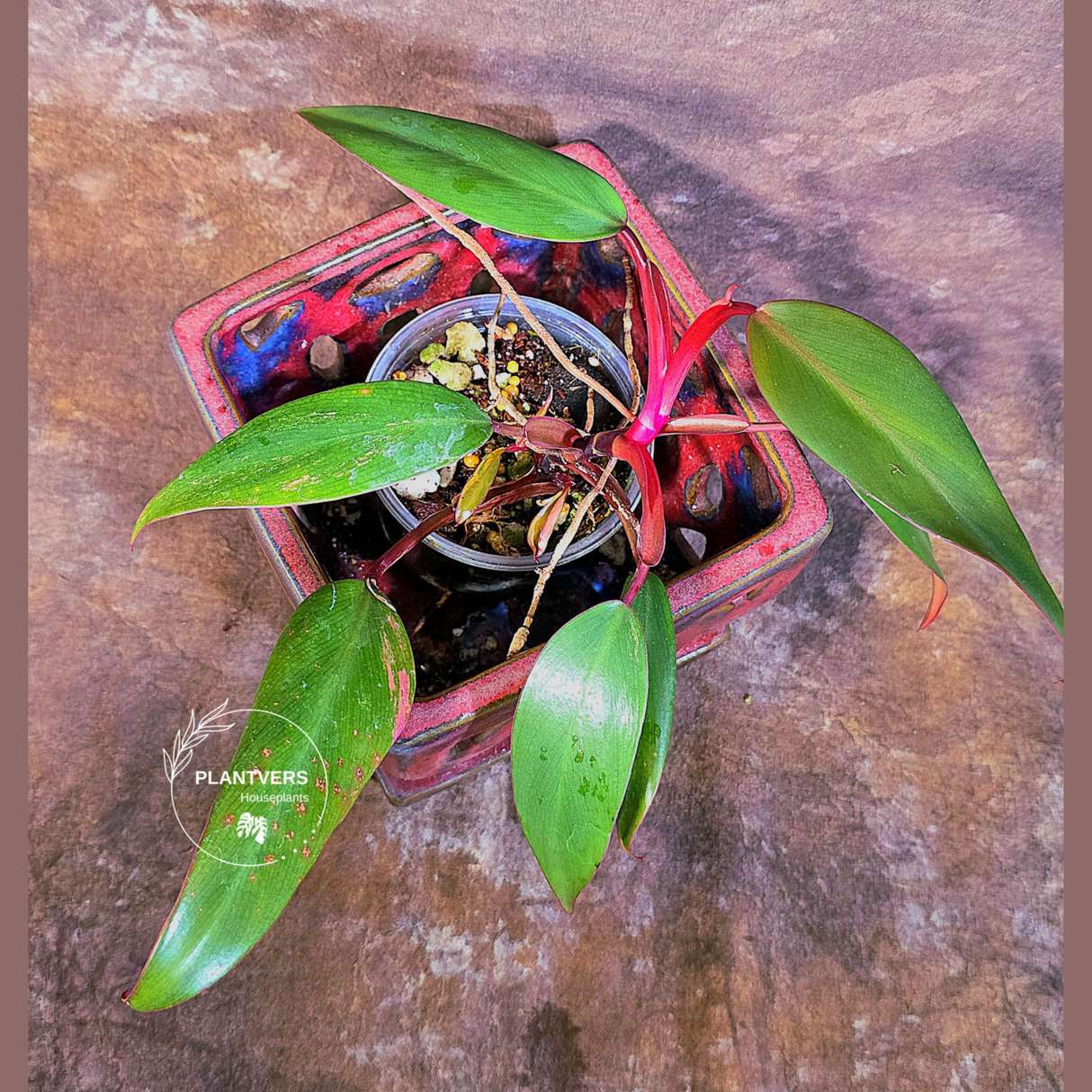 Reverted Philodendron Strawberry Shake - Live Exact Plant - (May-29-46-H)
