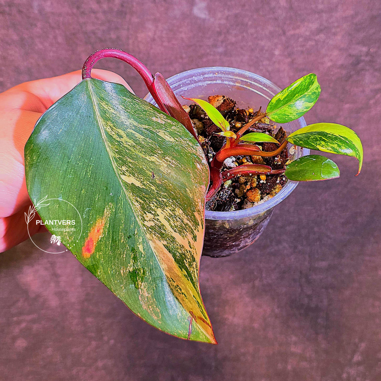 Variegated Philodendron Strawberry Shake - Live Exact Plant - (May-29-47)
