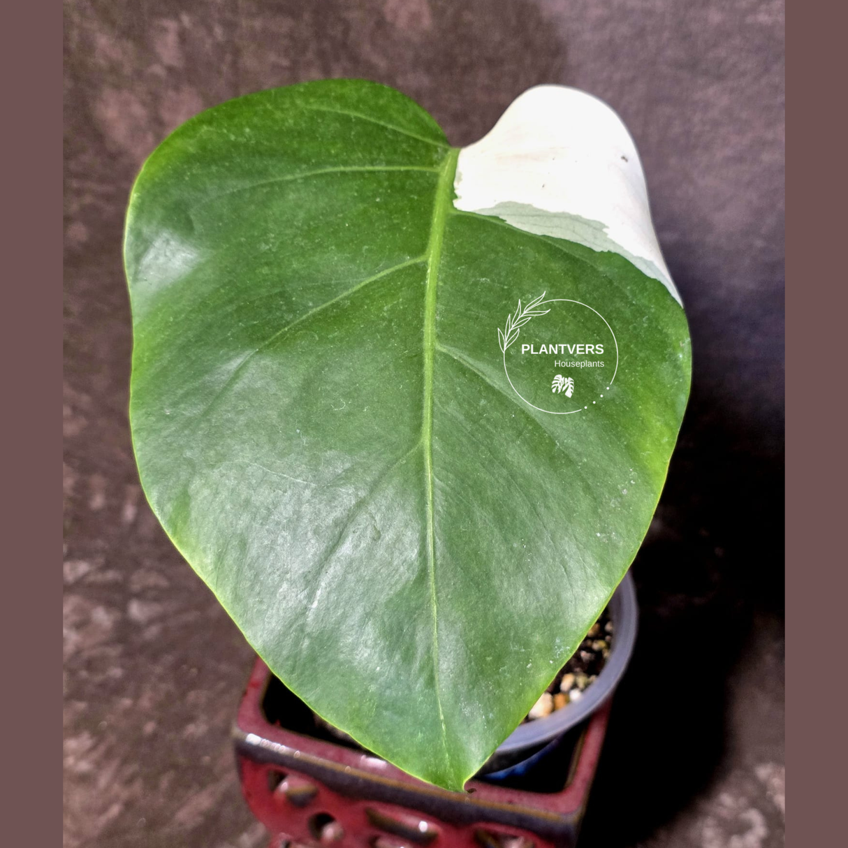 Variegated Monstera Albo - Rare Exact Plant - US Seller - (June-22-27)