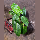 Reverted Burle Marx Philodendron - EXACT Plant - US Seller - (May-29-50)