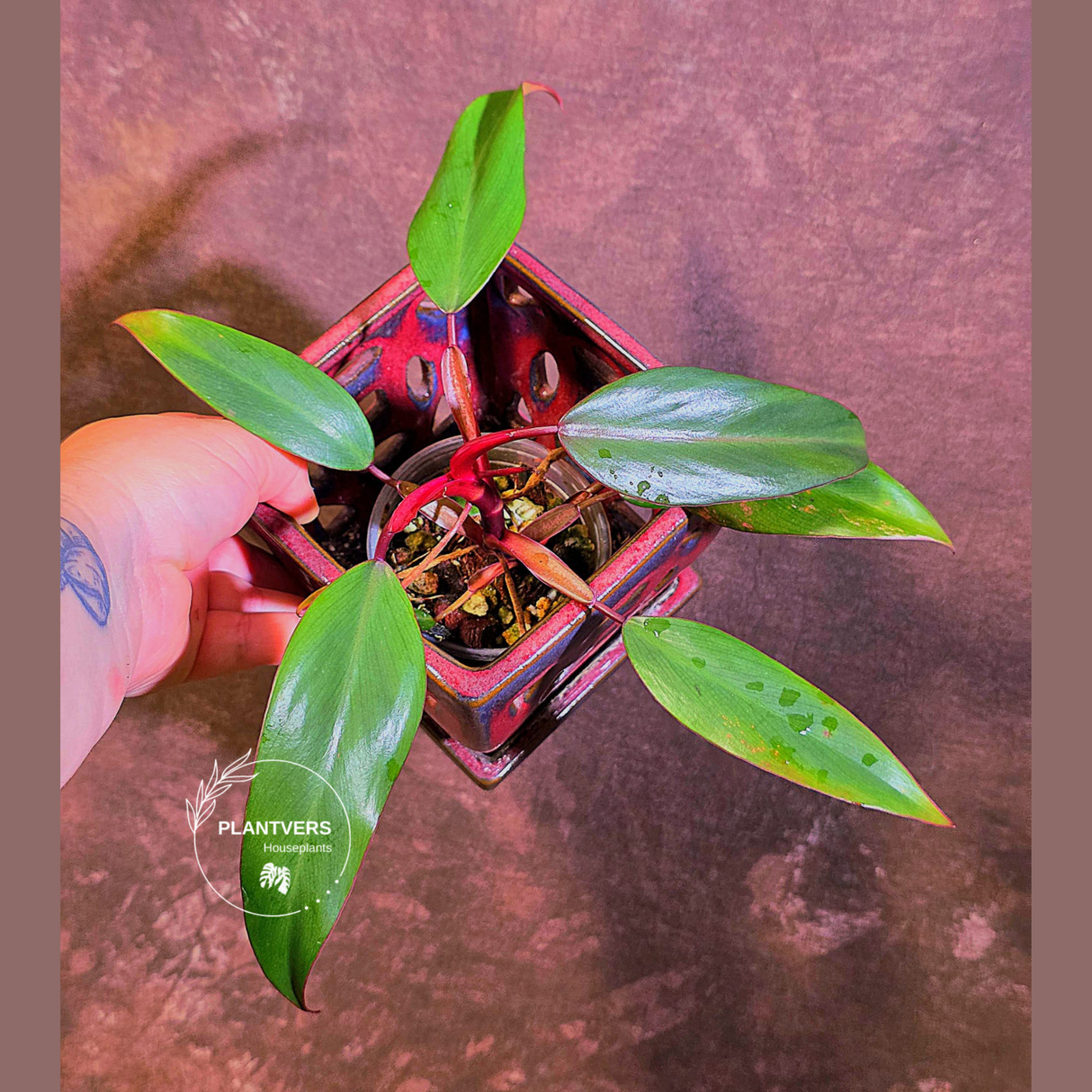 Reverted Philodendron Strawberry Shake - Live Exact Plant - (May-29-49)