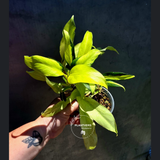 Variegated Philodendron Thai Sunrise - EXACT Plant - (May-29-40)