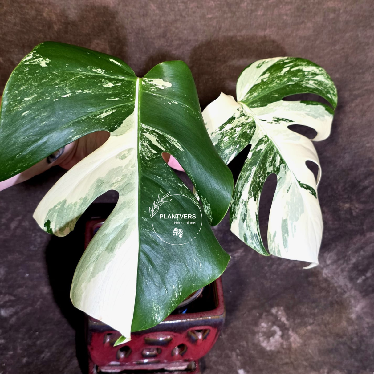 Variegated Monstera Albo - Rare Exact Plant - US Seller - (June-22-28)
