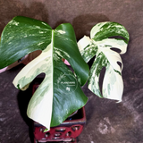 Variegated Monstera Albo - Rare Exact Plant - US Seller - (June-22-28)