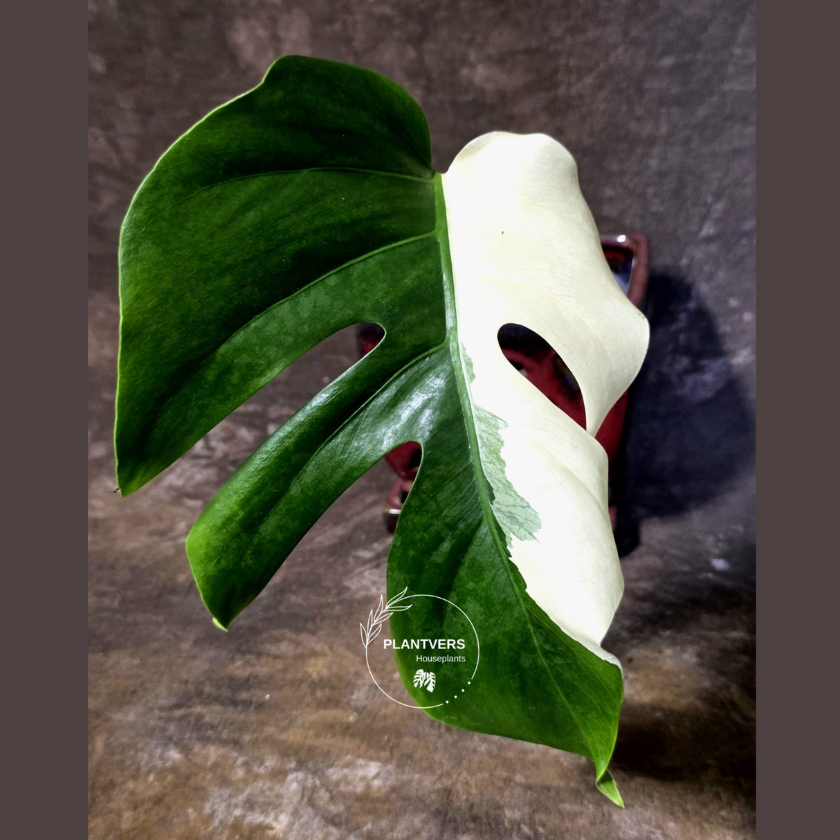 Variegated Monstera Albo Half-Moon Leaf Exact Plant - US Seller - (June-22-32)