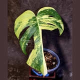 Monstera Borsigiana Aurea Variegated - Rare Exact Plant - (June-22-34)