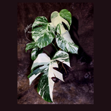 Variegated Monstera Albo - White Monstera Borsigiana Mature Exact Plant- (June-01-26)