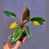 Philodendron Yellow Congo Variegated - EXACT Plant - US Seller (June-01-12)