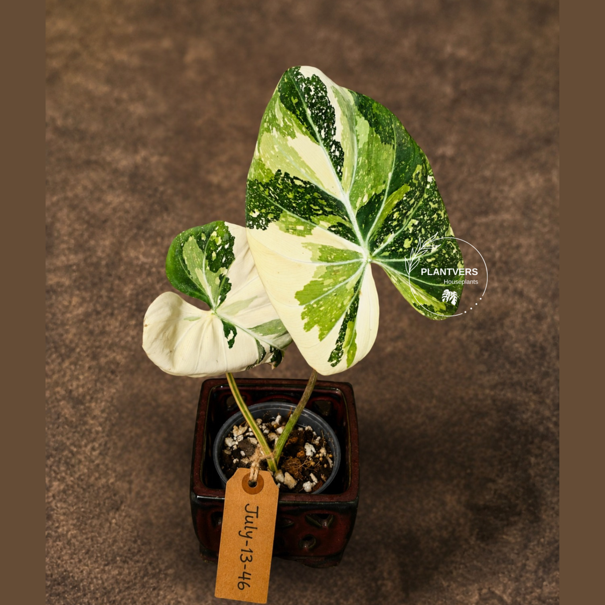 Philodendron Gloriosum Tricolor Plant - Velvet Leaf Collector Plant - (July-13-46)
