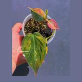 Variegated Philodendron Mican Aurea - Exact Plant - US Seller (June-01-17)