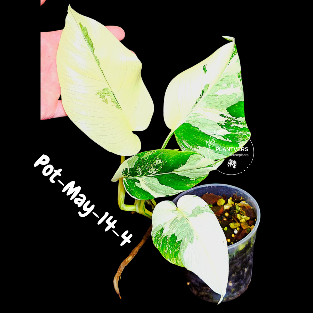 Variegated Monstera Albo - Rare Live Indoor Houseplant - Easy Care Collector Plant  - *EXACT PLANT* - US Seller