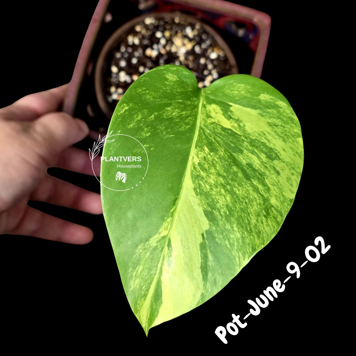 Variegated Monstera Aurea Live Plant - Rare Yellow Variegated Monstera Borsigiana - Collector Grade Houseplant - US Seller
