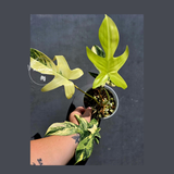 Variegated Philodendron Florida Beauty - Exact Plant - (June-01-14)