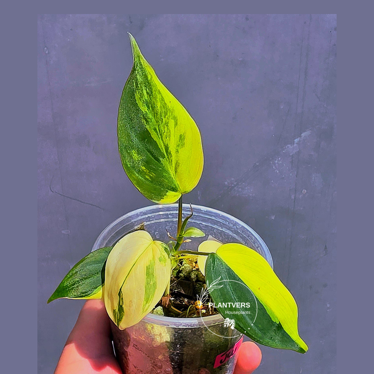 Variegated Philodendron Mican Aurea - Exact Plant - US Seller (June-01-21)