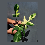 Variegated Philodendron Florida Beauty - Exact Plant - US Seller (June-01-16)