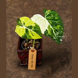 Philodendron Gloriosum Tricolor Plant - Velvet Leaf Collector Plant - (July-13-50)
