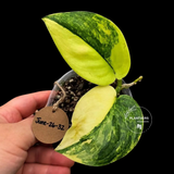 Variegated Scindapsus Jade Satin Aurea Live Plant - Collector Houseplant, Creamy White Marbling