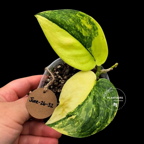Variegated Scindapsus Jade Satin Aurea Live Plant - Collector Houseplant, Creamy White Marbling