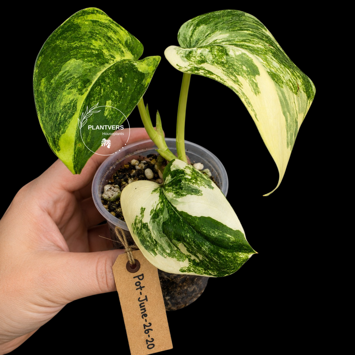 Variegated Scindapsus Jade Satin Aurea Live Plant - Collector Houseplant, Creamy White Marbling