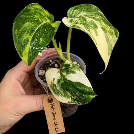 Variegated Scindapsus Jade Satin Aurea Live Plant - Collector Houseplant, Creamy White Marbling