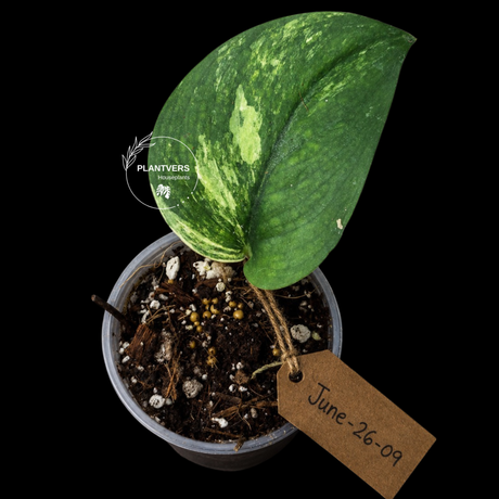 Variegated Scindapsus Jade Satin Aurea Live Plant - Collector Houseplant, Creamy White Marbling