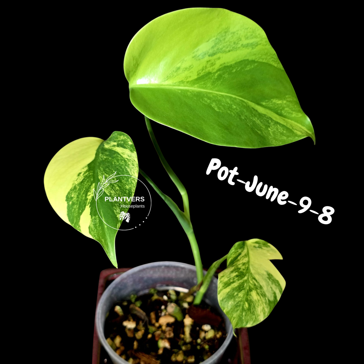 Variegated Monstera Aurea Live Plant - Rare Yellow Variegated Monstera Borsigiana - Collector Grade Houseplant - US Seller