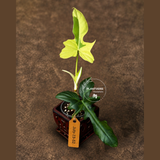 Variegated Golden Dragon Philodendron - EXACT Plant (July-13-52)