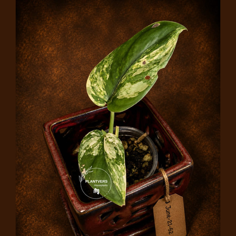 Variegated Scindapsus Jade Satin Aurea Live Plant - Collector Houseplant, Creamy White Marbling